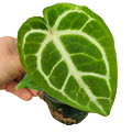 4" Anthurium Magnificum